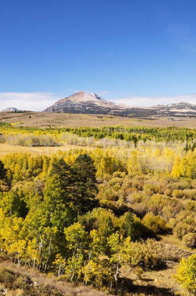 Eastern Sierra Aspen Color Stock photo © pancaketom