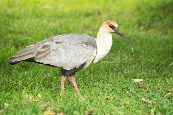 Black Faced Ibis Stock photo © pancaketom