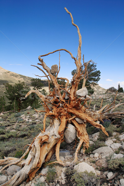 Alten ausgesetzt Wurzeln Felsen Baum Holz Stock foto © pancaketom