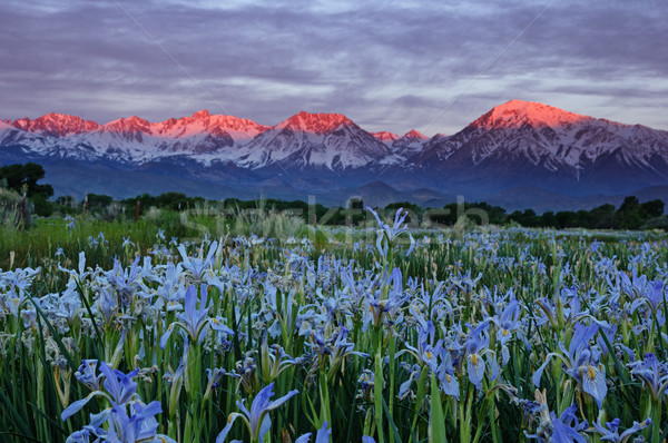 Stock photo: Wild Iris Flowers With Sunrise Mountains