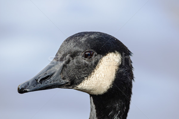 Canada Goose Head Stock photo © pancaketom
