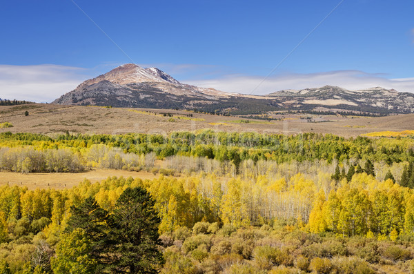 Yellow Fall Aspen Trees Stock photo © pancaketom