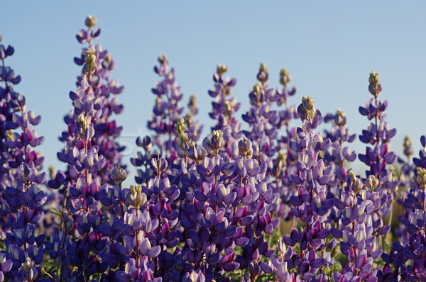 цветы Purple Полевые цветы Blue Sky Сток-фото © pancaketom