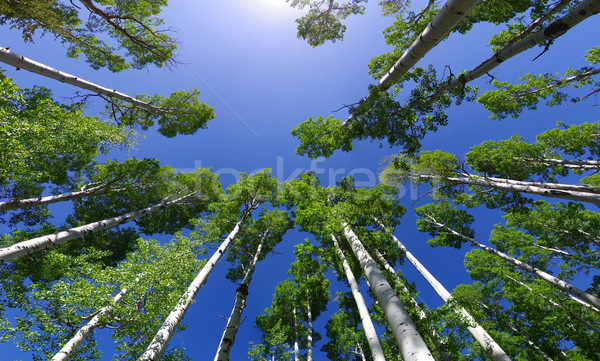 Aspen Tree Tops Stock photo © pancaketom