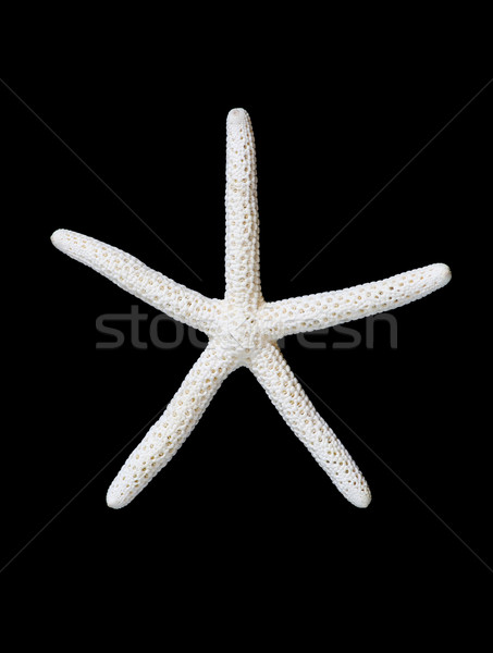 Foto stock: Estrellas · de · mar · imagen · blanco · negro · aislado