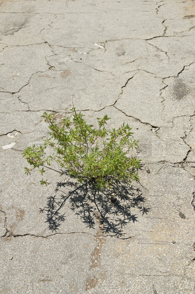 Plant Growing Through Cracked Pavement Stock photo © pancaketom
