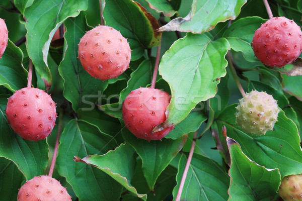 kousa dogwood fruit Stock photo © pancaketom