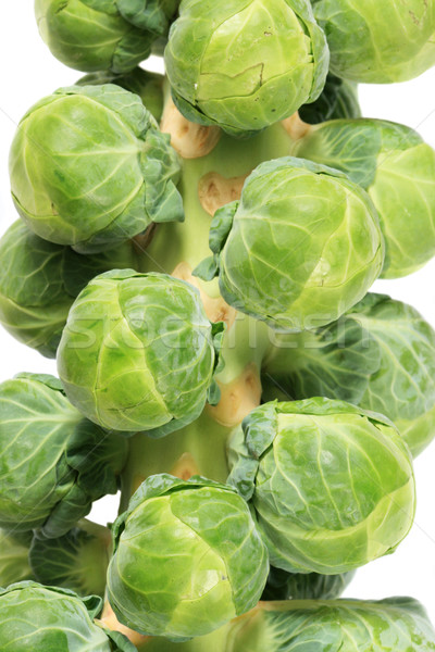 brussel sprout stalk Stock photo © pancaketom