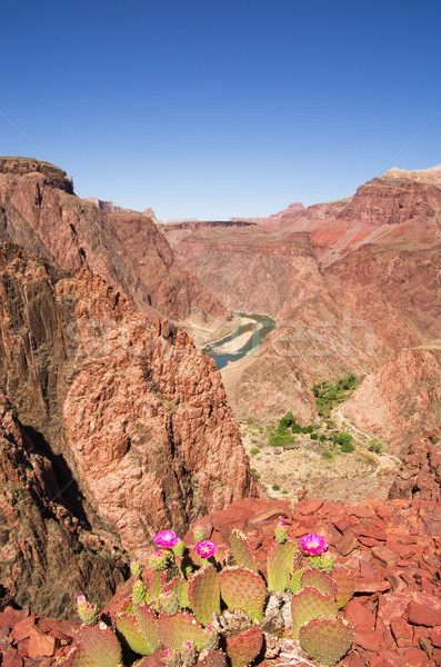 Grand Canyon cactus flori păr margine Imagine de stoc © pancaketom