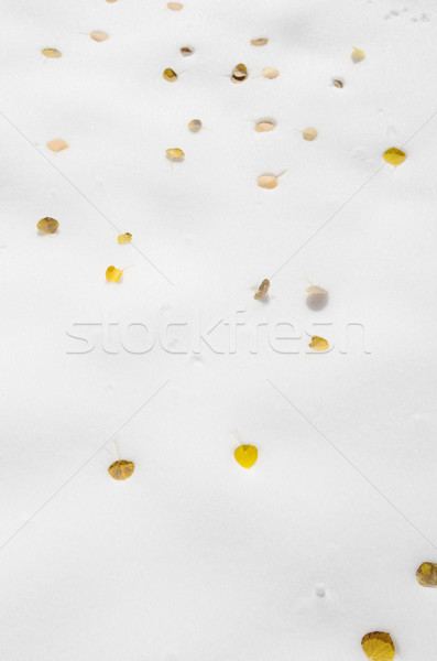 Aspen Leaves On Snow Stock photo © pancaketom