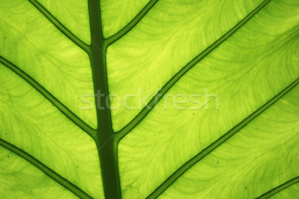 Tropikalnych liści szczegół poziomy zielone Zdjęcia stock © pancaketom
