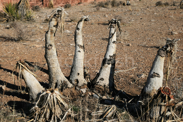 Banaan wildvuur Rood rotsen dode planten Stockfoto © pancaketom