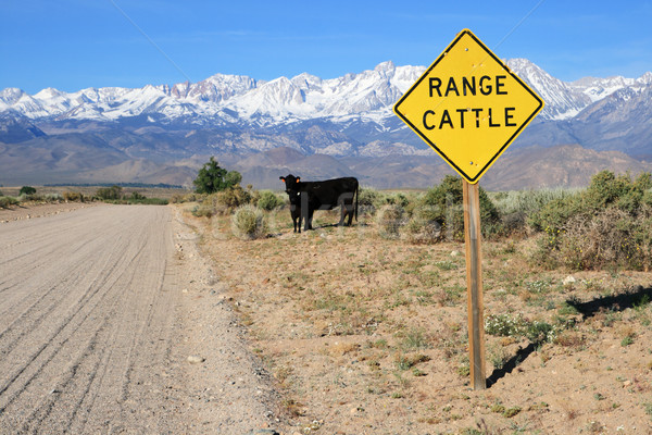 Stock photo: cattle range sign on road