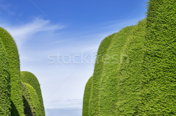 Green Hedge Aisle Stock photo © pancaketom