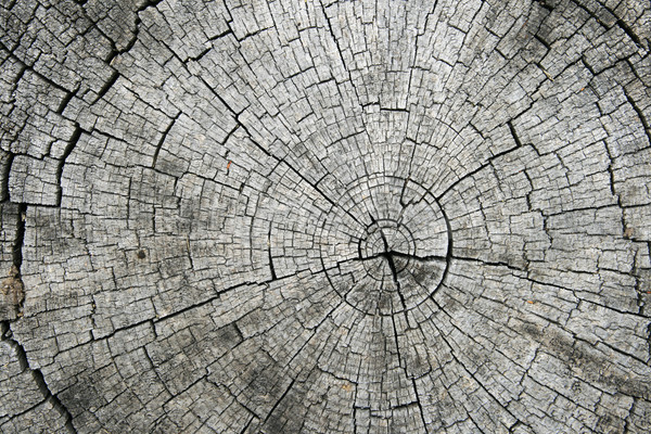 splitting log end Stock photo © pancaketom