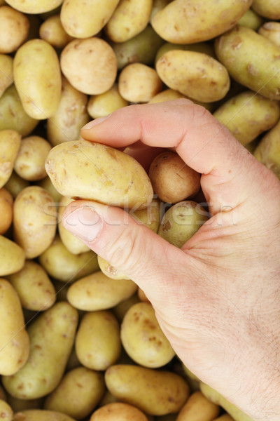 hand picking mini potato Stock photo © pancaketom