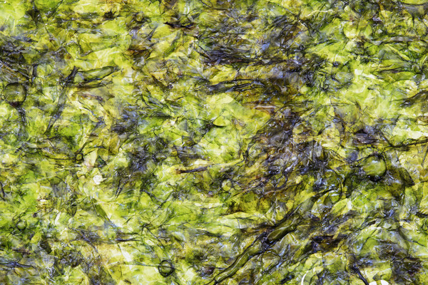 nori seaweed sheet Stock photo © pancaketom
