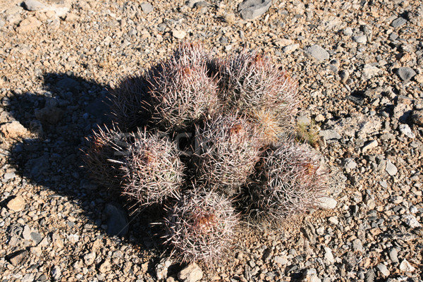 desert cactus  Stock photo © pancaketom