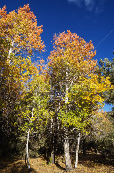 Red And Yellow Fall Aspen Trees Stock photo © pancaketom