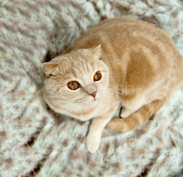 貓 沙發 白 眼 玩 小貓 商業照片 © papa1266