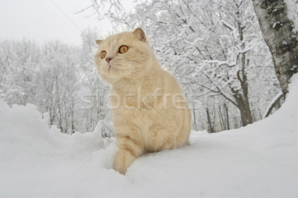 Scottish Fold cat Stock photo © papa1266