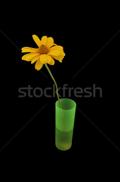黃色 菊花 花瓶 孤立 黑色 春天 商業照片 © papa1266