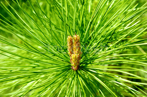 Mountain pine cone Stock photo © papa1266
