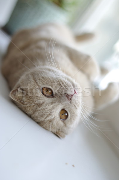 Foto stock: Gatito · atrás · gato · ventana · jóvenes · blanco