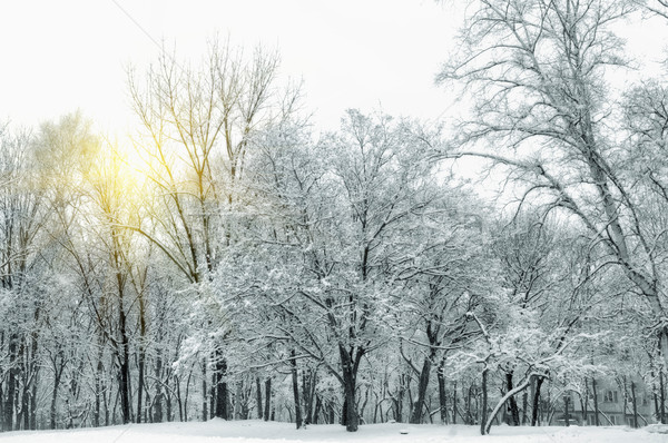Belle hiver paysage neige couvert arbres [[stock_photo]] © papa1266