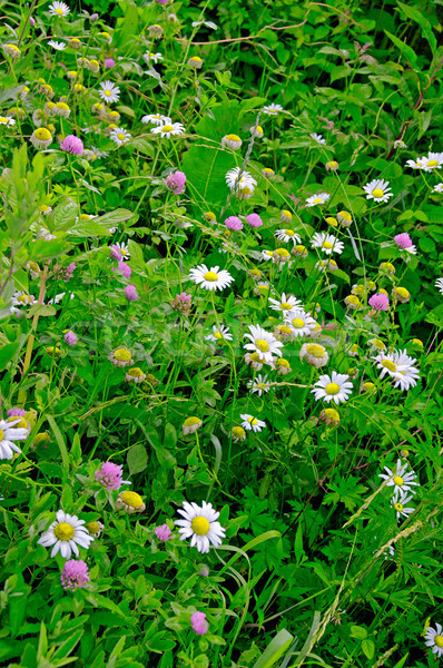 得克薩斯州 野花 野花 不同 顏色 商業照片 © papa1266
