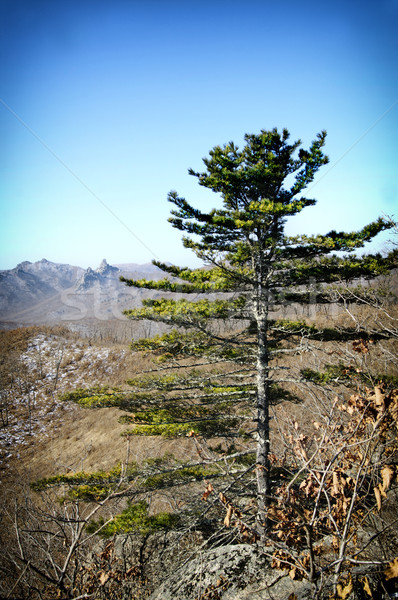árvores primavera montanhas floresta natureza retrato Foto stock © papa1266