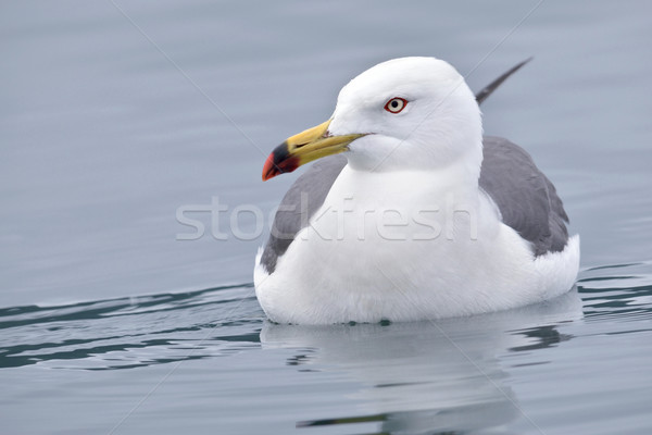 水 白 海鷗 游泳的 海 美女 商業照片 © papa1266