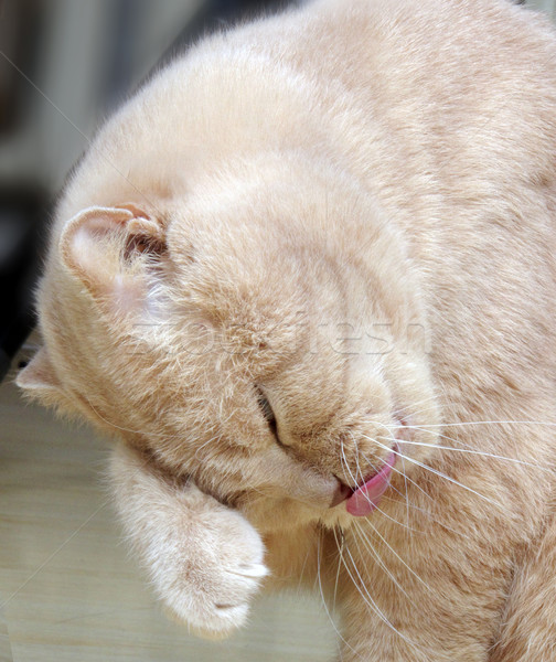 Sevimli kedi yıkama gözler saç siyah Stok fotoğraf © papa1266