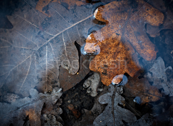 Dernier ans laisse fondu eau nature [[stock_photo]] © pashabo