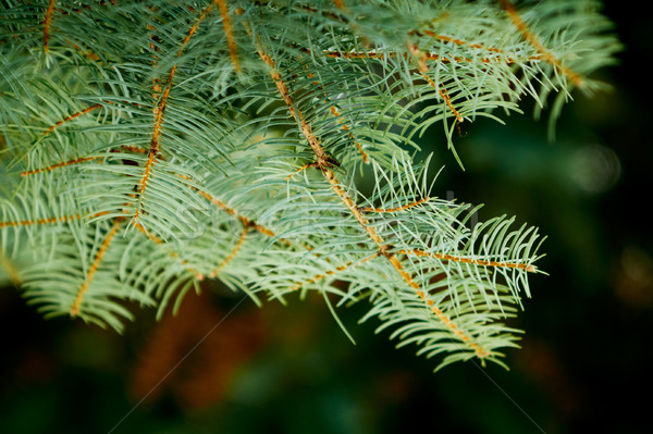 Close up of spruce branch, horizontal orientation. Stock photo © pashabo