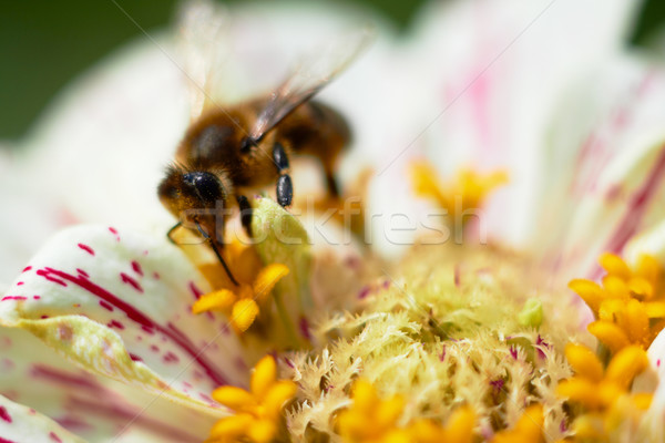 Abeja flor néctar primer plano macro tiro Foto stock © pashabo