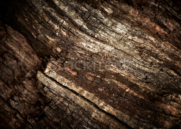 Foto stock: Velho · carvalho · textura · de · madeira · textura · árvore · floresta