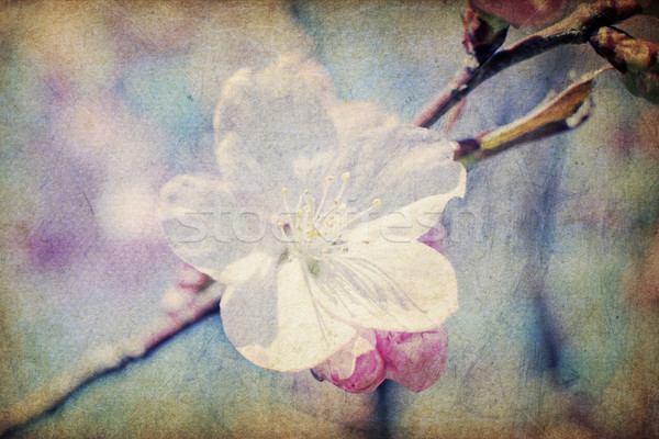 Vintage sakura fiori primavera macro abstract Foto d'archivio © pashabo