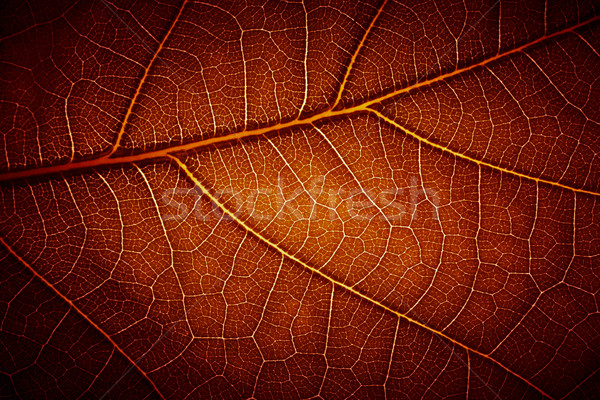  leaf vein texture Stock photo © pashabo