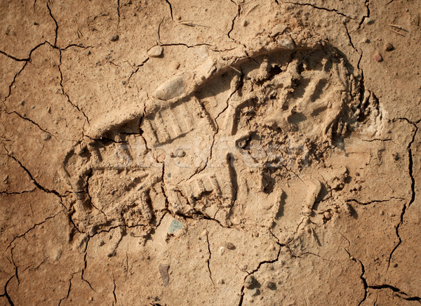 Imprint of the shoe on the dried and cracked mud. Closeup shot. Stock photo © pashabo