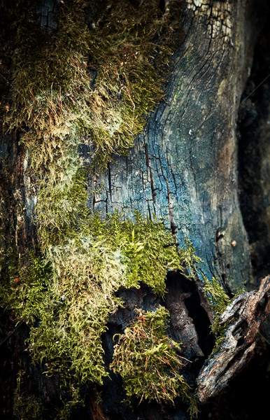 Moos alten toter Baum Baum Natur Stock foto © pashabo