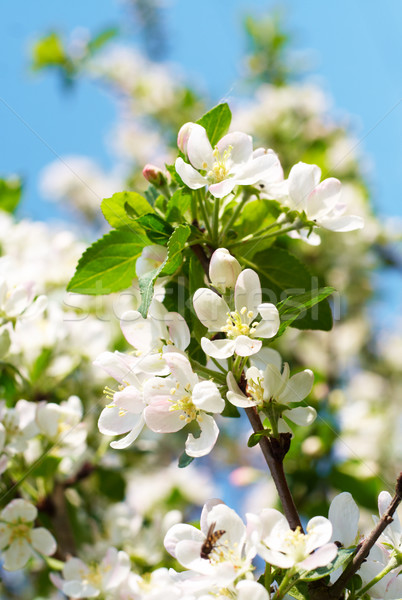 Stock photo: Flowering branch of apple at spring time, closeup, vertical comp