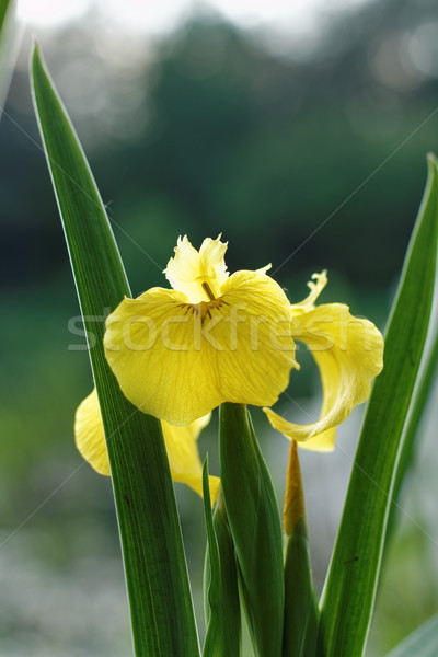 Yellow iris blooming in park. Moscow, Botanical garden Stock photo © pashabo