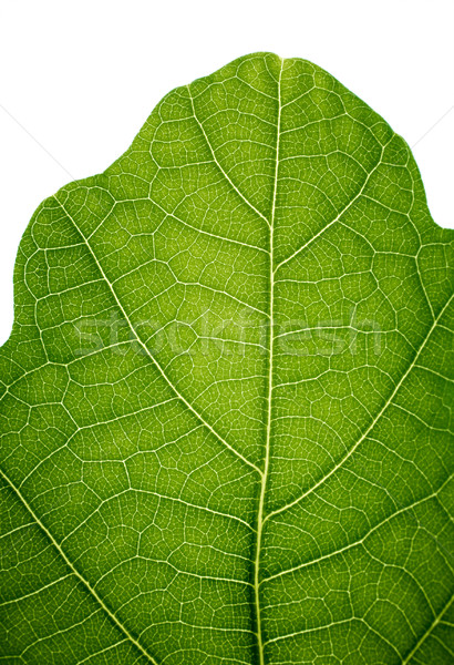 Top of an oak leaf, isolated on white, closeup. Stock photo © pashabo