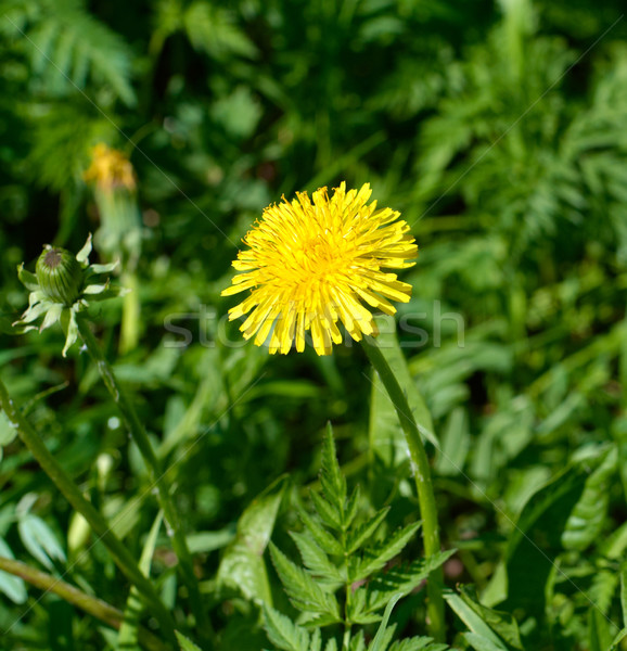 Coltsfoot flower closeup. Stock photo © pashabo