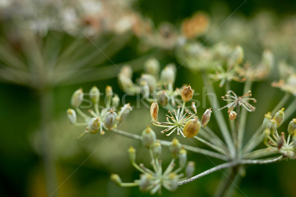 Withered cow parsnip. Shallow DOF. Stock photo © pashabo