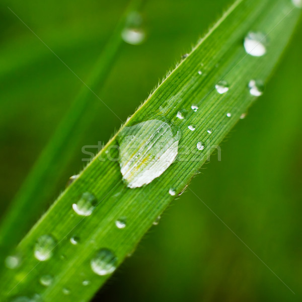Fresche erba rugiada gocce primo piano acqua Foto d'archivio © pashabo