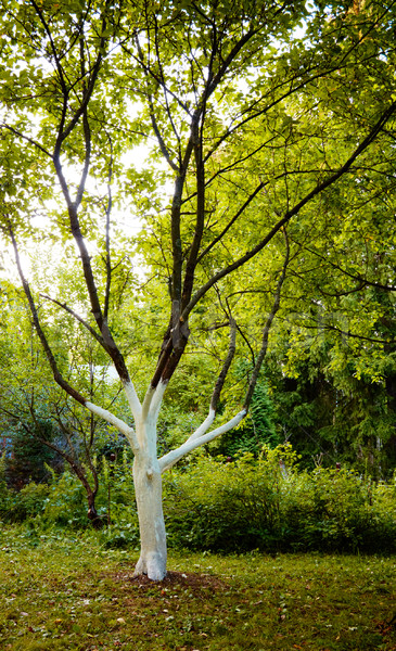 ストックフォト: 白 · リンゴの木 · 防除 · ツリー · 春 · 草