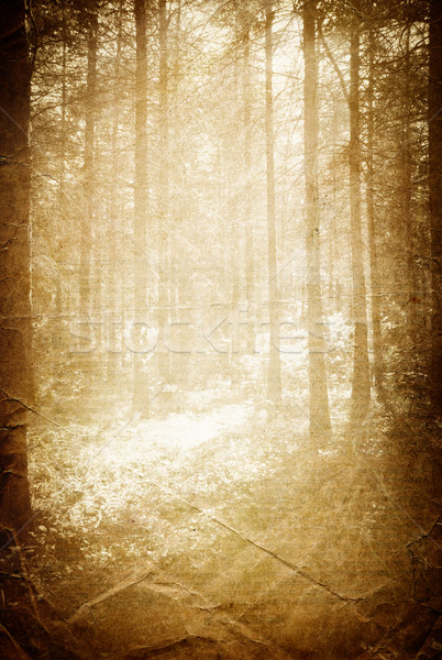 Sunlight in the forest, vintage background with space for text. Stock photo © pashabo