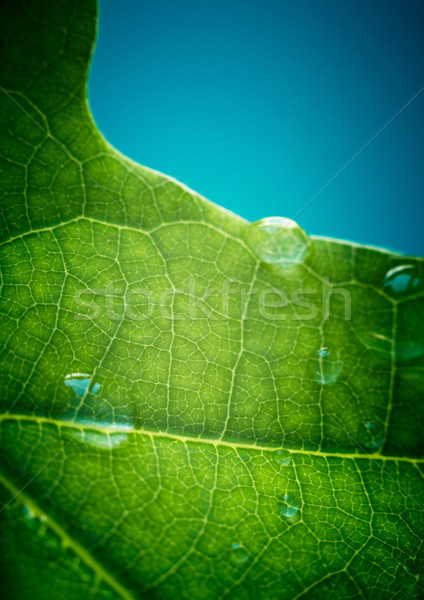 Stock photo: Green oak leaf with water drops on it (shallow depth of field)